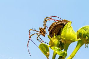 Peucetia madagascariensis