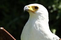 Arend
