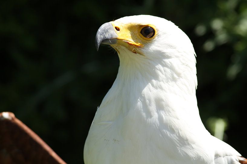 Adler von Sander Miedema