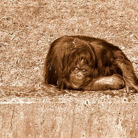 Orang-utan in sepia . by Jose Lok