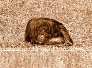 Orang-Utan in Sepia .