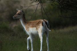 Amsterdam water supply dunes by Mirjam Rypma