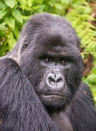 Berggorilla aus nächster Nähe von Corno van den Berg