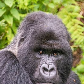 Mountain gorilla up close by Corno van den Berg