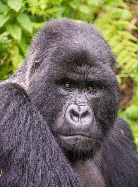 Mountain gorilla up close by Corno van den Berg