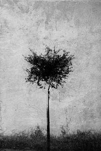 Oeuvre d'art d'un arbre dans la brume