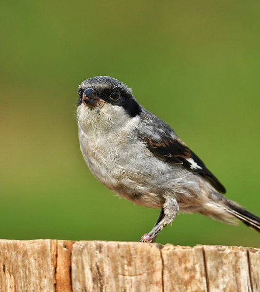 Shrike by Frans Schutten