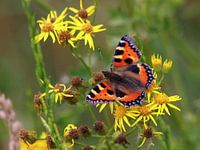 Kleurrijke Kleine Vos op bloem