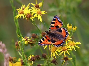 Kleurrijke Kleine Vos op bloem van Edwin Butter