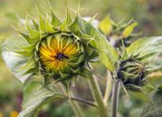 Twee ontluikende zonnebloemen van dichtbij van Ruud Morijn thumbnail