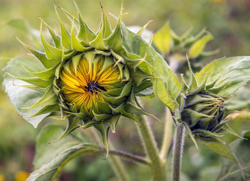 Twee ontluikende zonnebloemen van dichtbij van Ruud Morijn