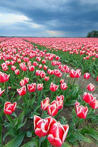 Tulipes rouges et roses en fleurs dans un champ sur Sjoerd van der Wal Photographie