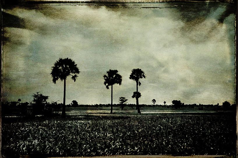 palms par sophie etchart