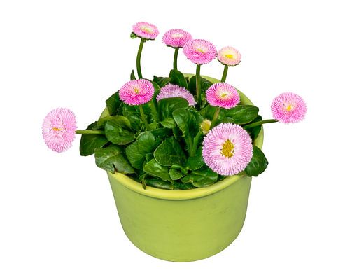 Fleur de Bellis épanouie sur fond blanc