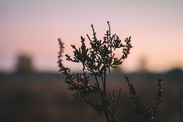 Pflanzen Sonnenuntergang Naturschutzgebiet Maashorst Uden Makrofotografie von Marc van den Elzen