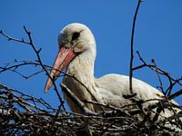 Ooievaar op nest