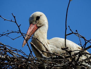 Ooievaar op nest