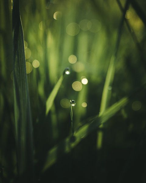Druppels in het gras van Jan