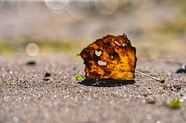 Sweetheart by GH Foto & Artdesign