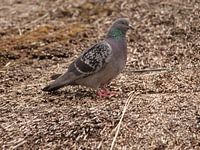Duif op rieten dak