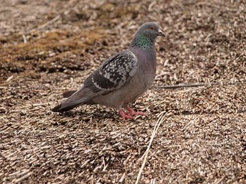 Duif op rieten dak von Rinke Velds