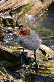 Baby Waterhoen van Michael van Eijk