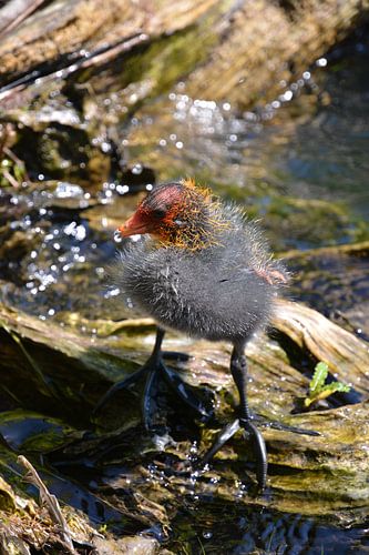 Baby moorhen