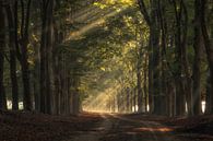 Forest avenue with beautiful sunshine by Moetwil en van Dijk - Fotografie thumbnail