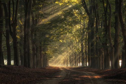 Lichtshow van zonnestralen in het bos