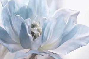 Tulpe Makroaufnahme