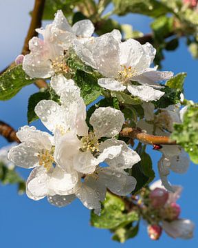 Apfelbaum (Malus domestica) in Blüte