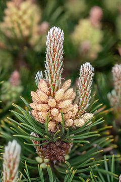Close-up van de bloemen van de kreupelhoutden, Pinus pumila