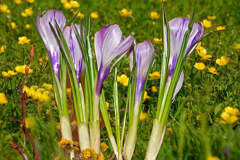 Krokusblüten van Edgar Schermaul