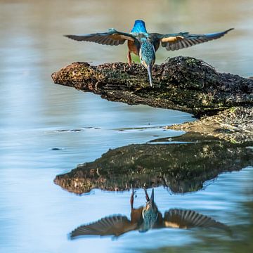 Martin-pêcheur sur Linda Raaphorst