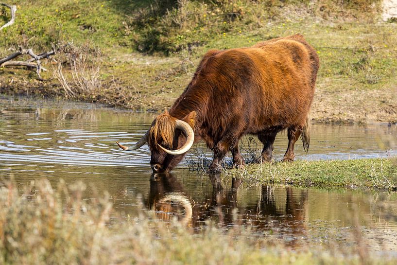 Ein Schtose Highlander in den Dünen von Menno Schaefer
