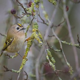 Goldcrest, smallest bird in Europe by Rick Goede