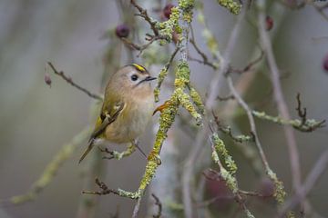 Goldhähnchen, kleinster Vogel Europas