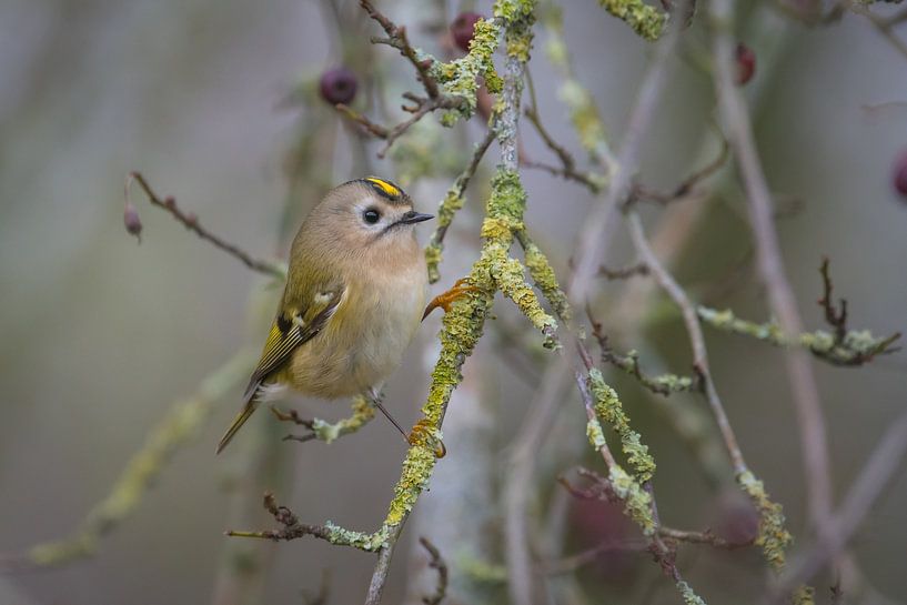 Goldhähnchen, kleinster Vogel Europas von Rick Goede