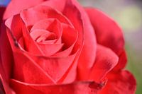 lovely rose