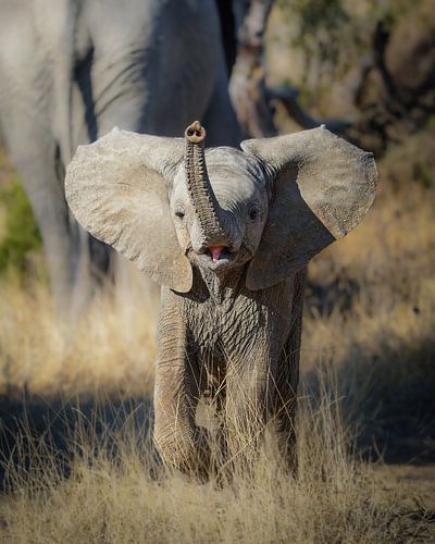 Elefant von Tom Zwerver
