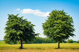 Twee bomen aan de rand van het veld van Martin Wasilewski