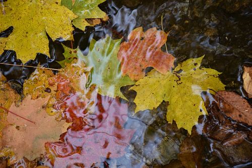 De bladeren van de esdoorn in een kreek