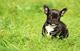 Französische Bulldogge 10 von Heike Hultsch