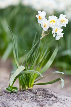 Narcissen sur Robert van Grinsven