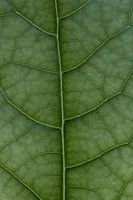 Blad van avocadoplant  macrofoto
