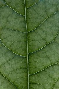 Photo macro d'une feuille d'avocatier
