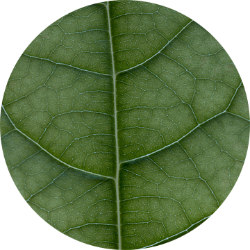 Blad van avocadoplant  macrofoto van Monique de Koning
