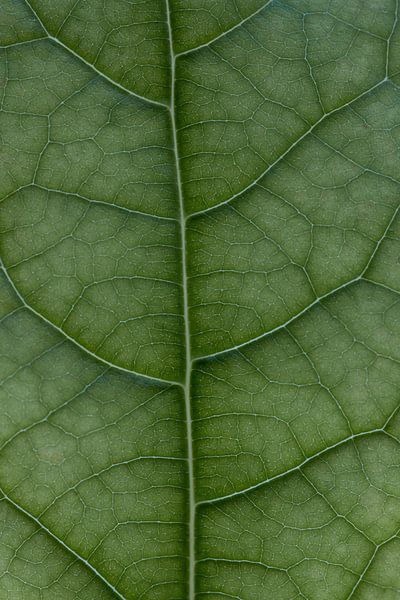 Photo macro d'une feuille d'avocatier par Monique de Koning