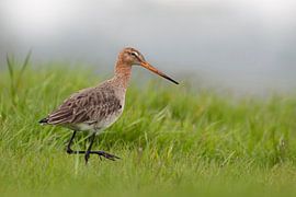 Black-tailed Godwit ( Limosa limosa ) in spring, breeding plumage, walking through an extensive mead