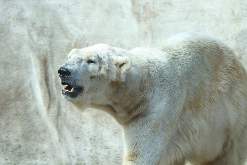 IJsbeer aan het ijsberen von Arnold van der Horst